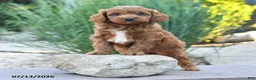 Cockapoo dogs for sale: Julie  - Ad 2