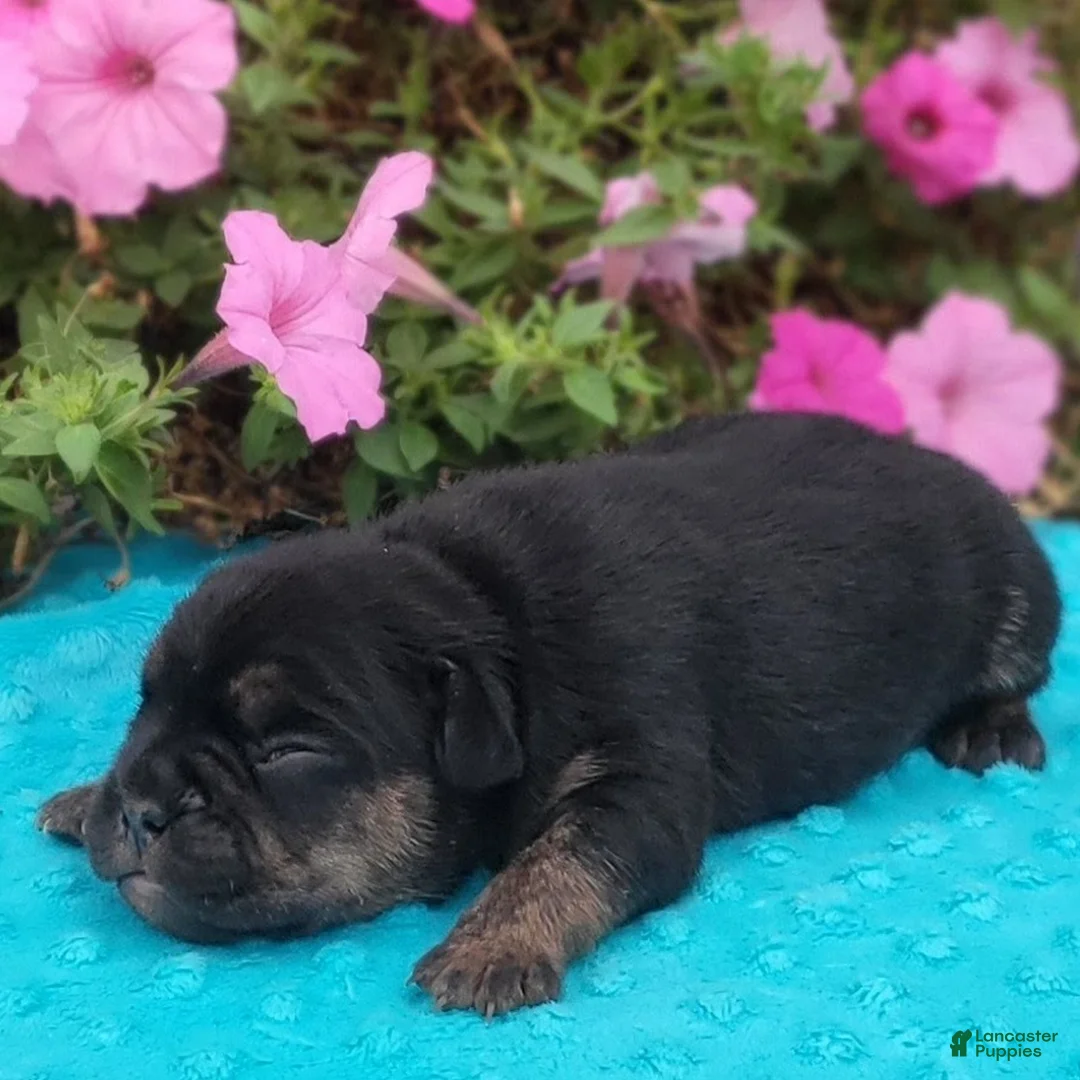 Beabull dogs for sale: Allen  - Ad 2