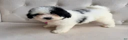 Mini Bernedoodle dogs for sale: Iris- Mini Bernedoodle - Ad 4