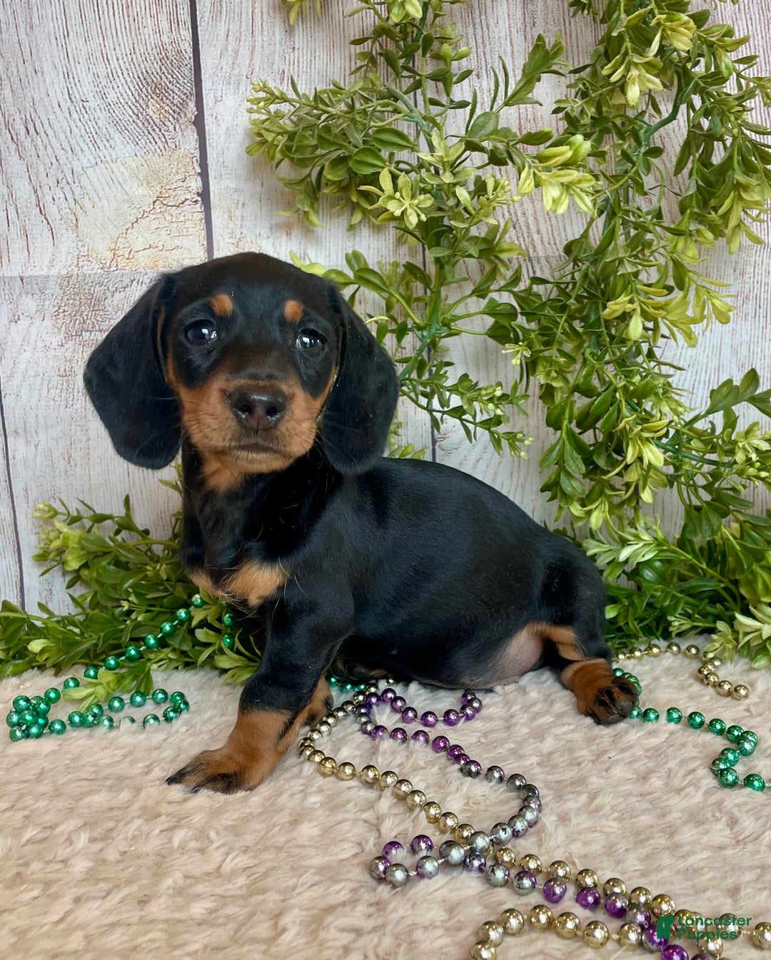 Miniature Dachshund dogs for sale: Fritz - Ad 21