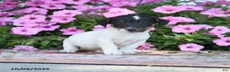 Jack Russell Terrier dogs for sale: Friedrich - Ad 4