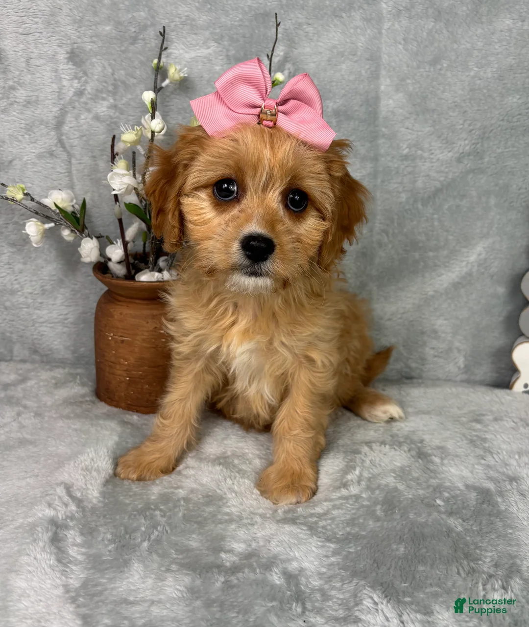 Cavapoo dogs for sale: Phoebe - Ad 5