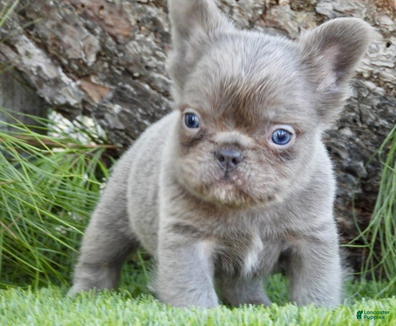 French Bulldog dogs French Bulldog Puppy 1 - Ad 26