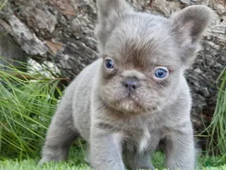 French Bulldog dogs French Bulldog Puppy 1 - Ad 26