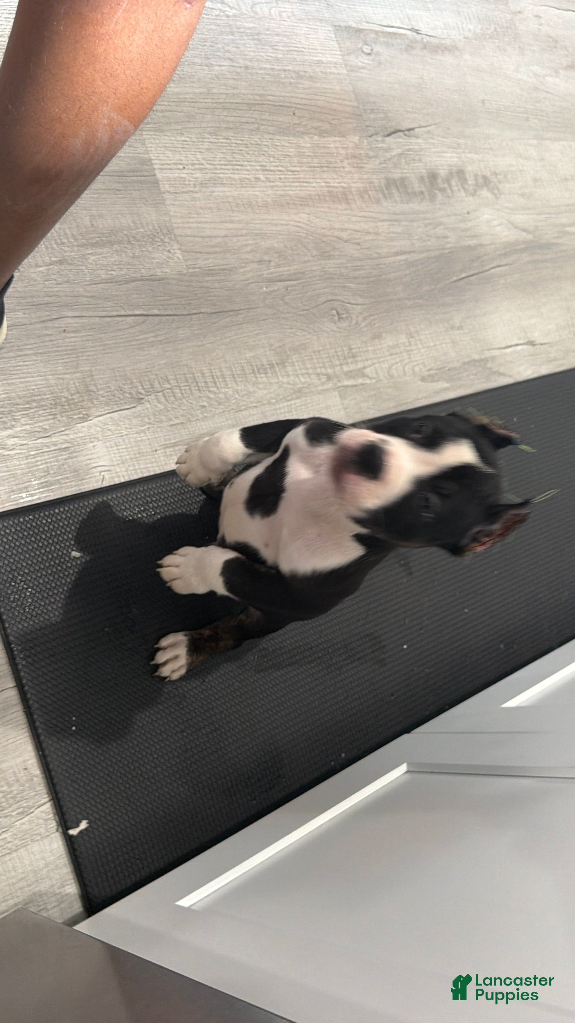 American Bully dogs American Bully 3 - Ad 2