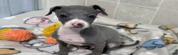 Italian Greyhound dogs for sale: Buzz - Ad 4