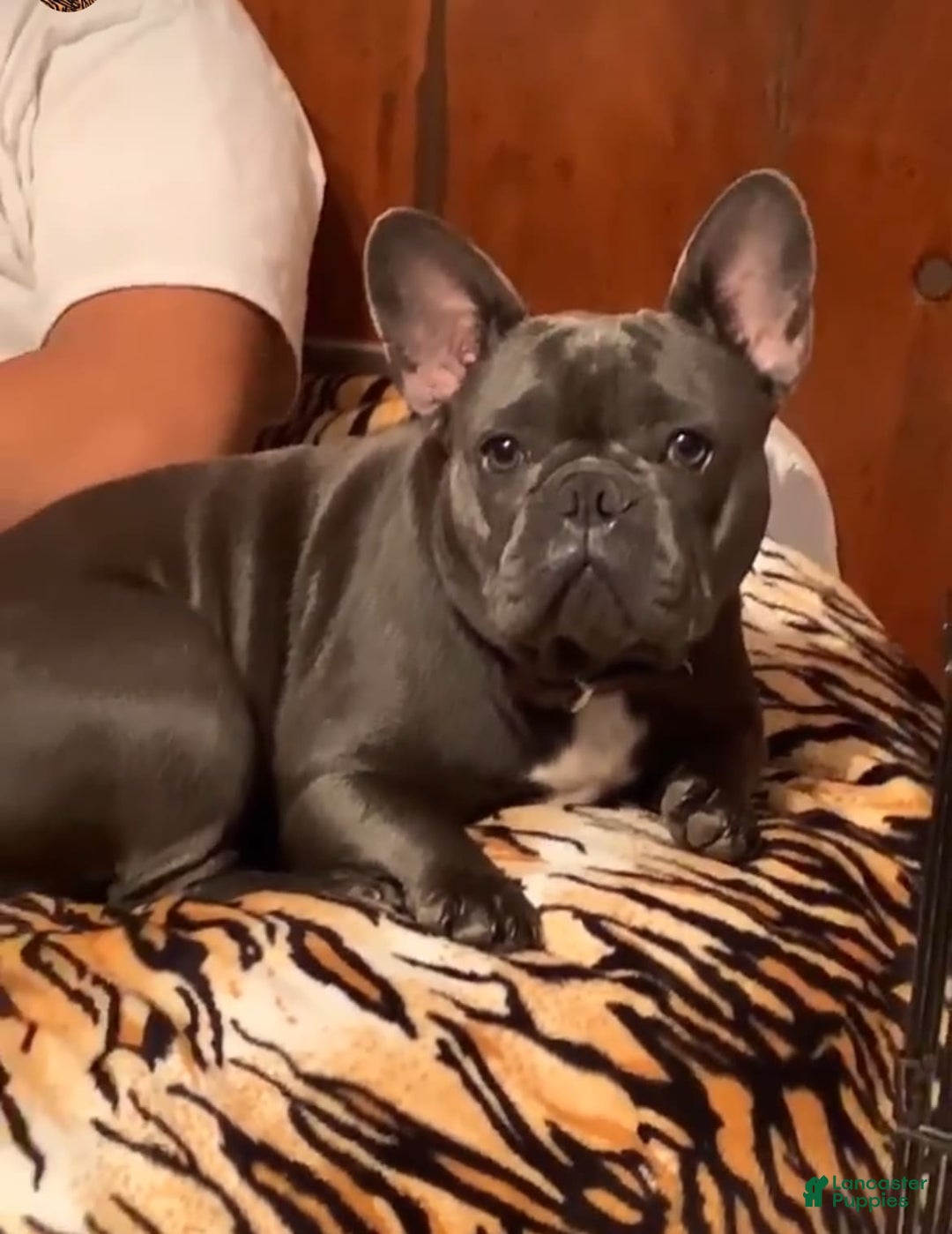 Gallery Image {{count}}