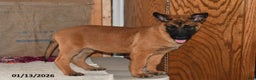 Belgian Malinois dogs for sale: Diesel - Ad 4