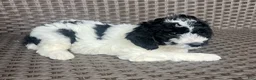 Mini Goldendoodle dogs for sale: CeCe - F1b Golden Doodle - Ad 4