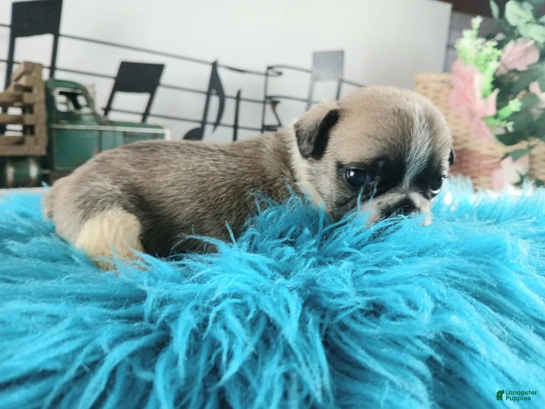 French Bulldog dogs for sale: French Bulldog Pups, NATIONWIDE DELIVERY  - Ad 3