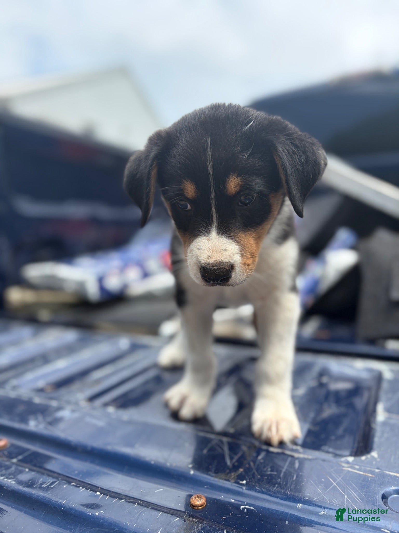 Mixed Breed dogs Mixed Breed 3 - Ad 5