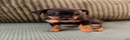 Miniature Pinscher dogs for sale: Leo - Ad 13