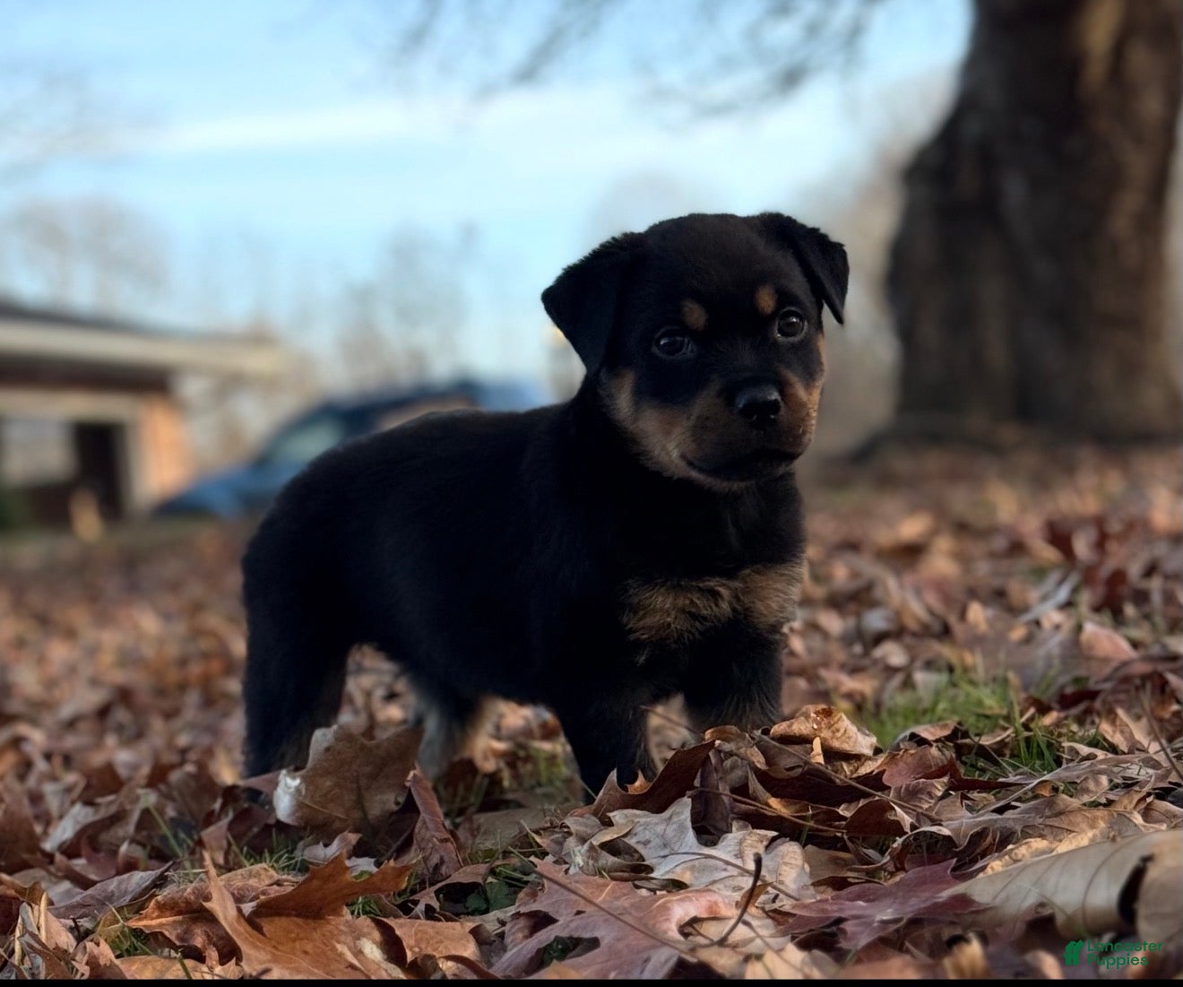 Rottweiler dogs Princess  - Ad 3