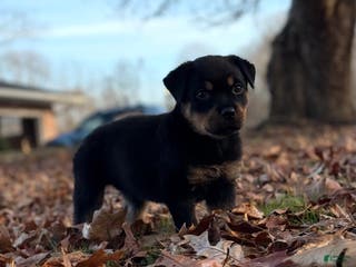 Rottweiler dogs Princess - Ad 7
