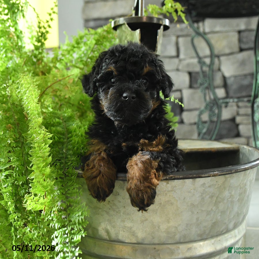 Yorkiepoo dogs Jo jo - Ad 1