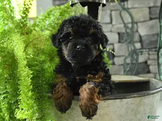 Yorkiepoo dogs for sale: Jo jo - Ad 1
