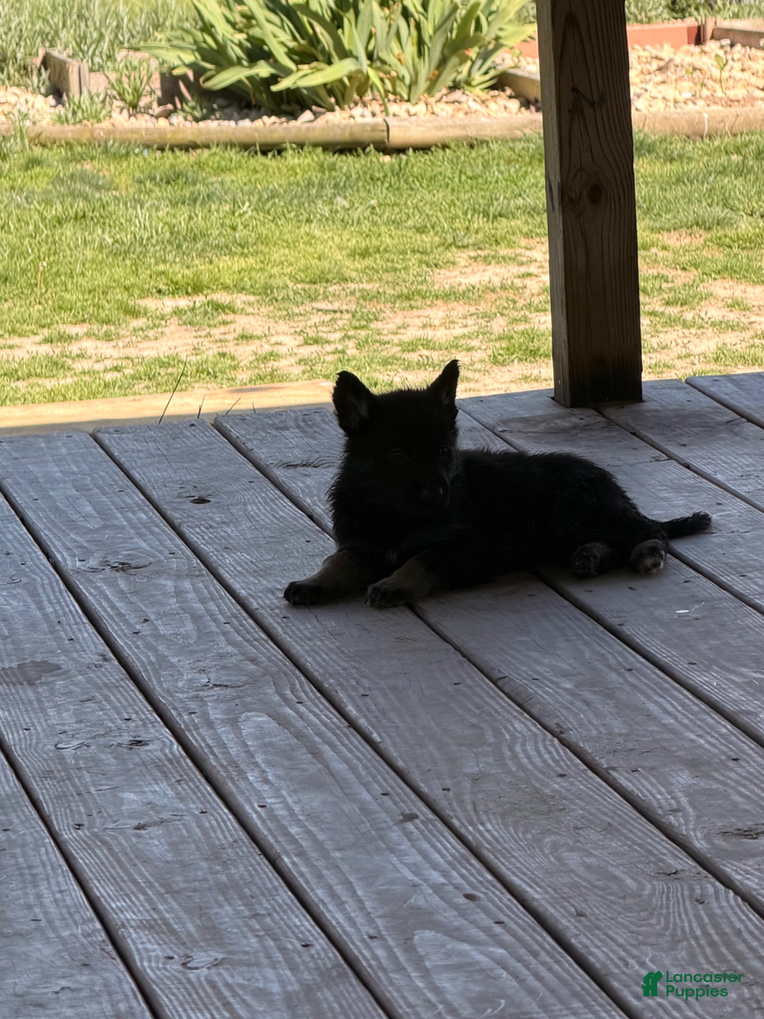 German Shepherd dogs German Shepherd  - Ad 1