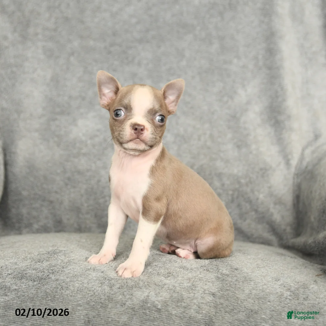 Boston Terrier dogs for sale: Duchess - Ad 4