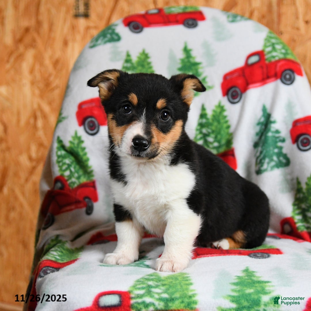 Welsh Corgi Pembroke dogs for sale: Kenya - Ad 2