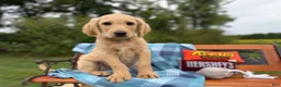 Labradoodle dogs for sale: Peter (Boy) - Ad 6