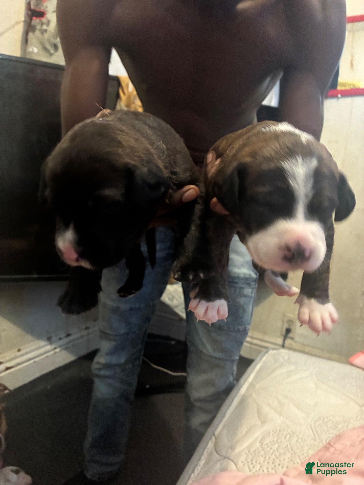 Mixed Breed dogs for sale: Mixed Breed 1 - Ad 25
