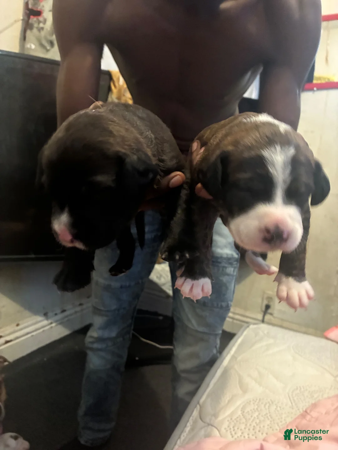 Mixed Breed dogs for sale: Mixed Breed 1 - Ad 1