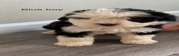 Bernedoodle dogs for sale: Blue - Male - Ad 3