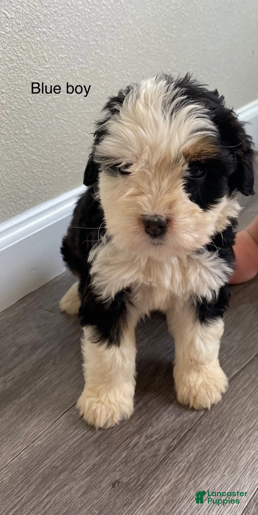 Bernedoodle dogs for sale: Blue - Male - Ad 3
