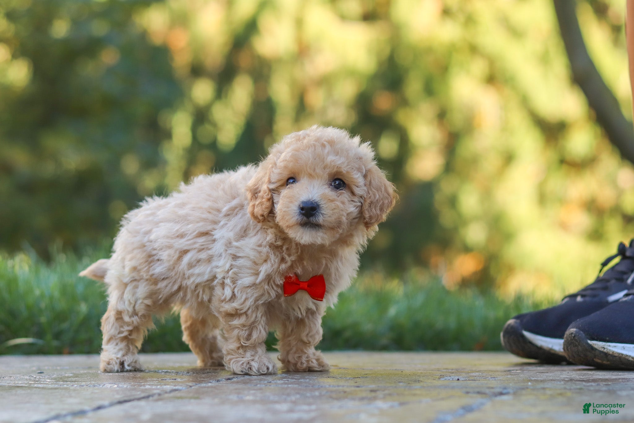 Maltipoo dogs Archie - Ad 2
