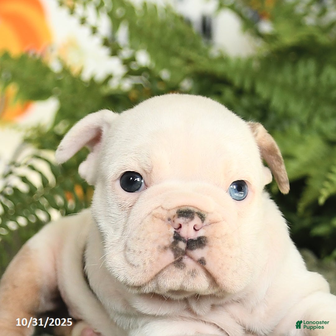 Mixed Breed dogs for sale: Muffin - Ad 3