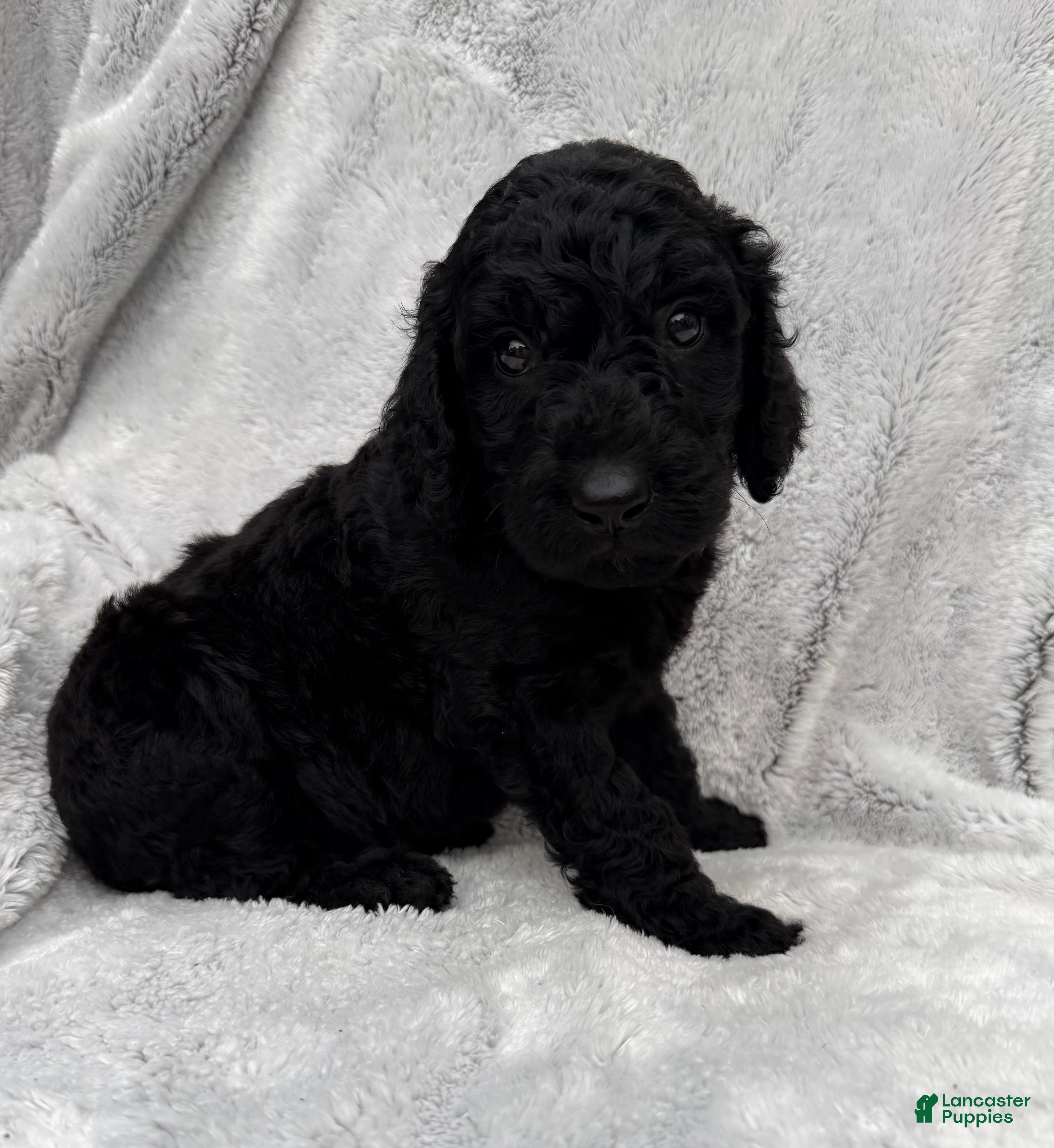 Goldendoodle dogs Baxter - Ad 2