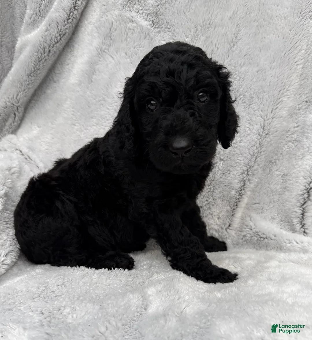 Goldendoodle dogs for sale: Baxter - Ad 2