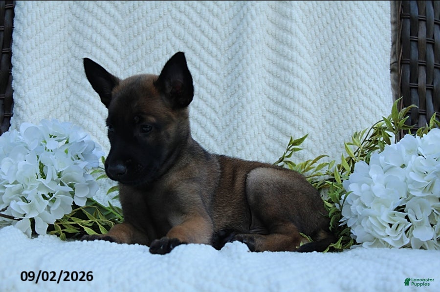 Belgian Malinois dogs Zorro - Ad 2