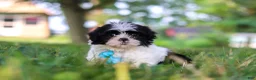 Shih Tzu dogs for sale: Ace - Ad 3