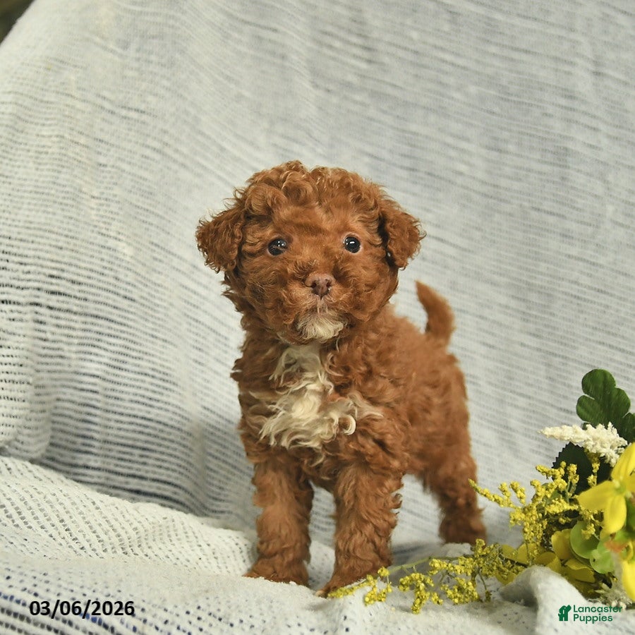 Miniature Poodle dogs Tanner  - Ad 2