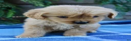 Golden Retriever dogs for sale: Tiny Timmy  - Ad 5