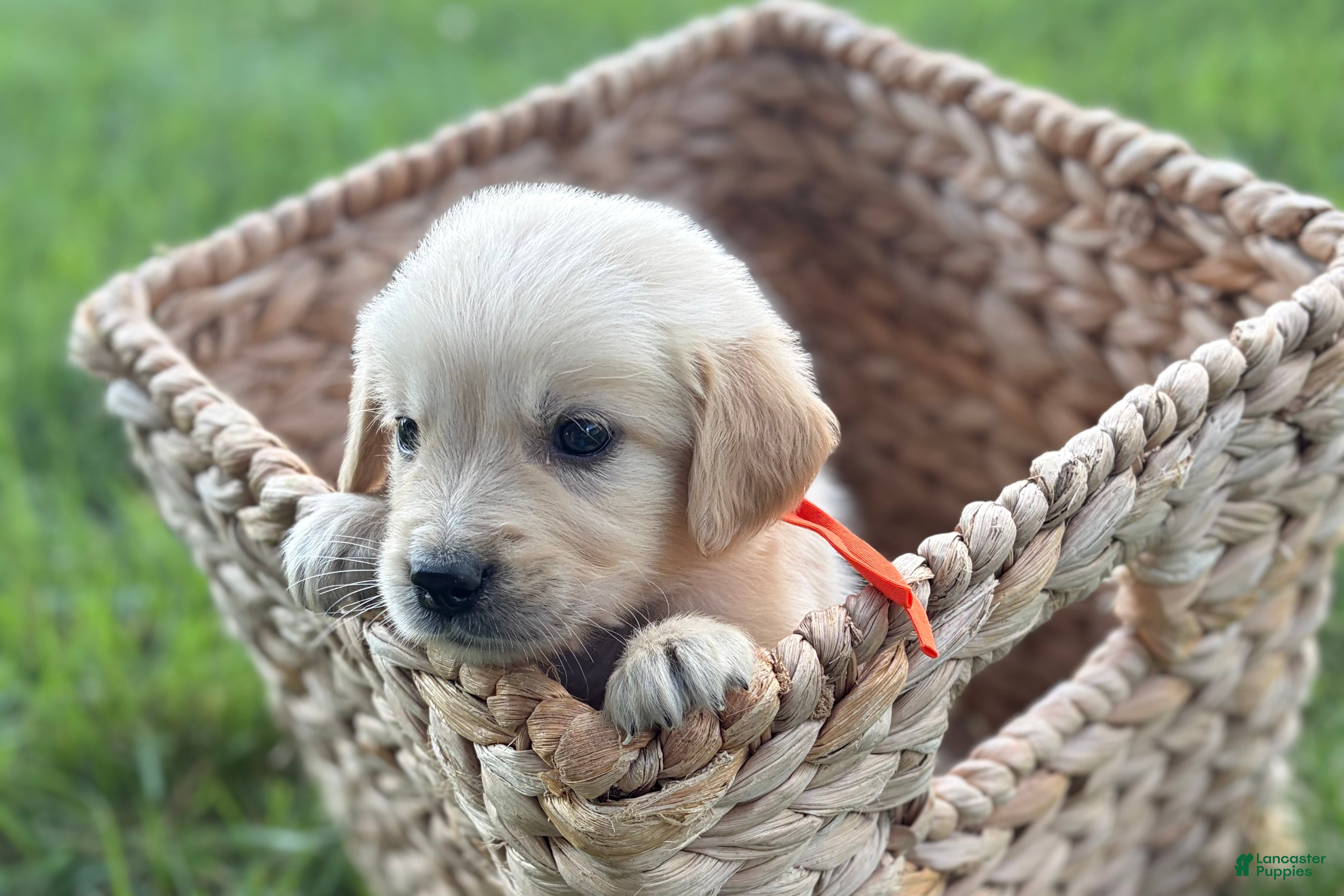 Golden Retriever dogs Orange - Ad 1