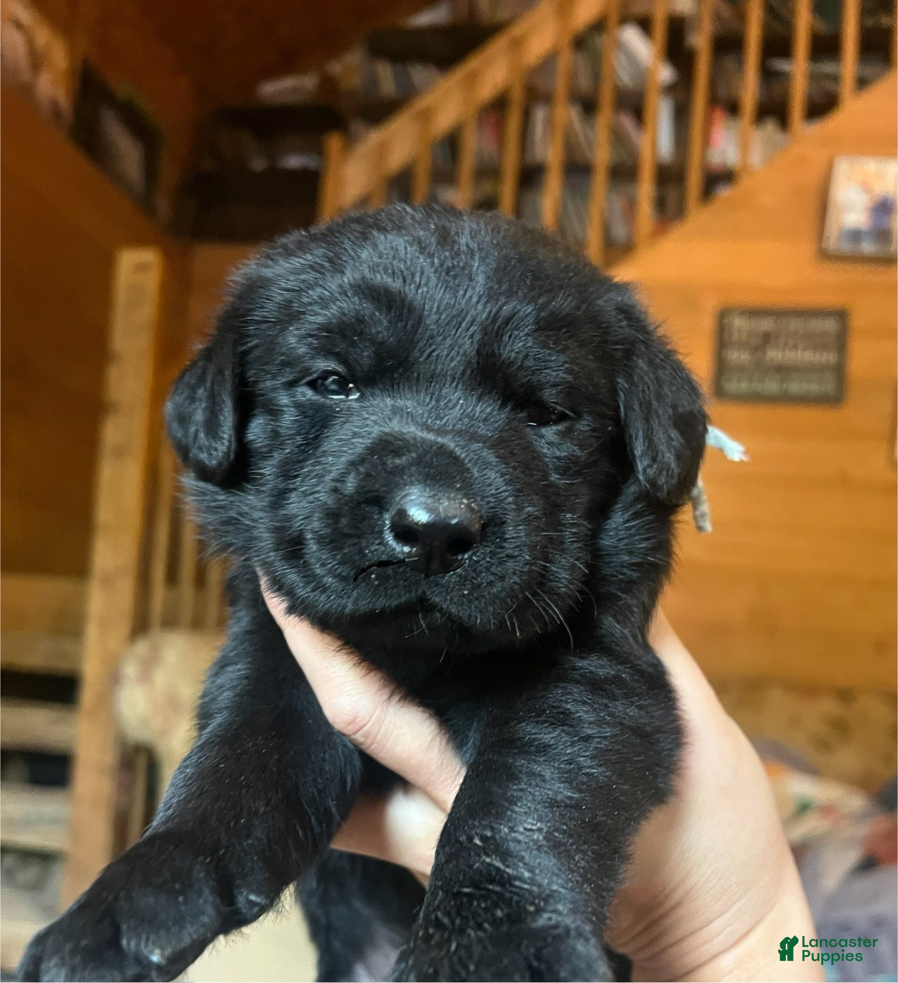 Labrador Retriever dogs Jackie - Ad 22