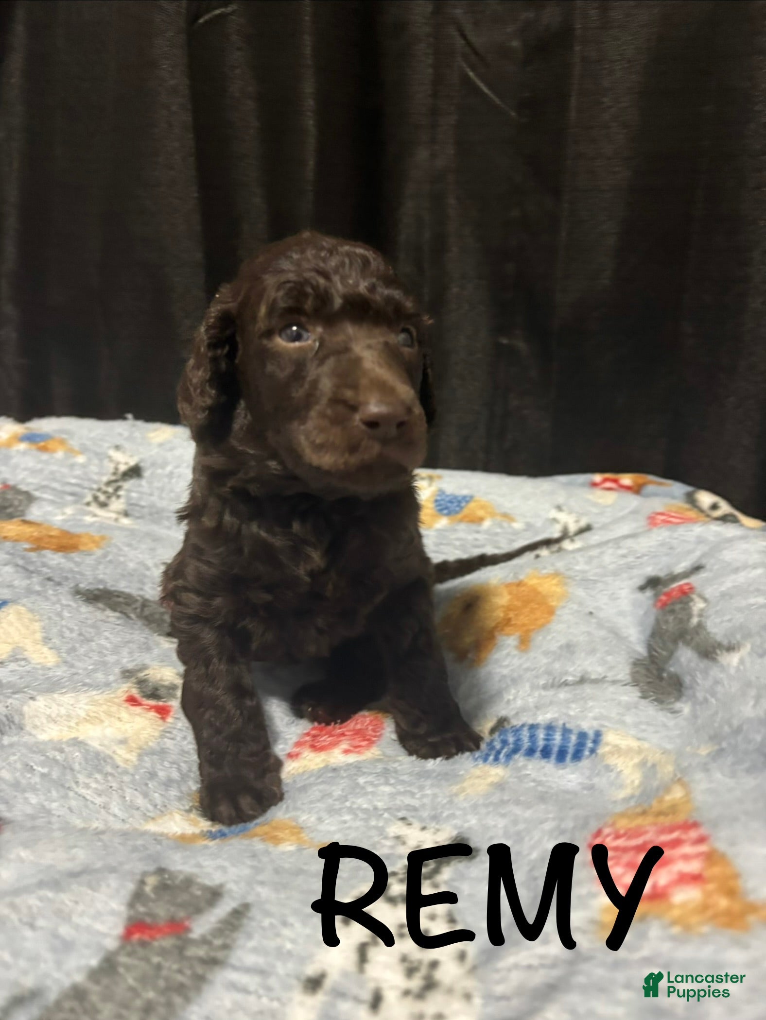 Standard Poodle dogs Standard Poodle Puppy 3 - Ad 19