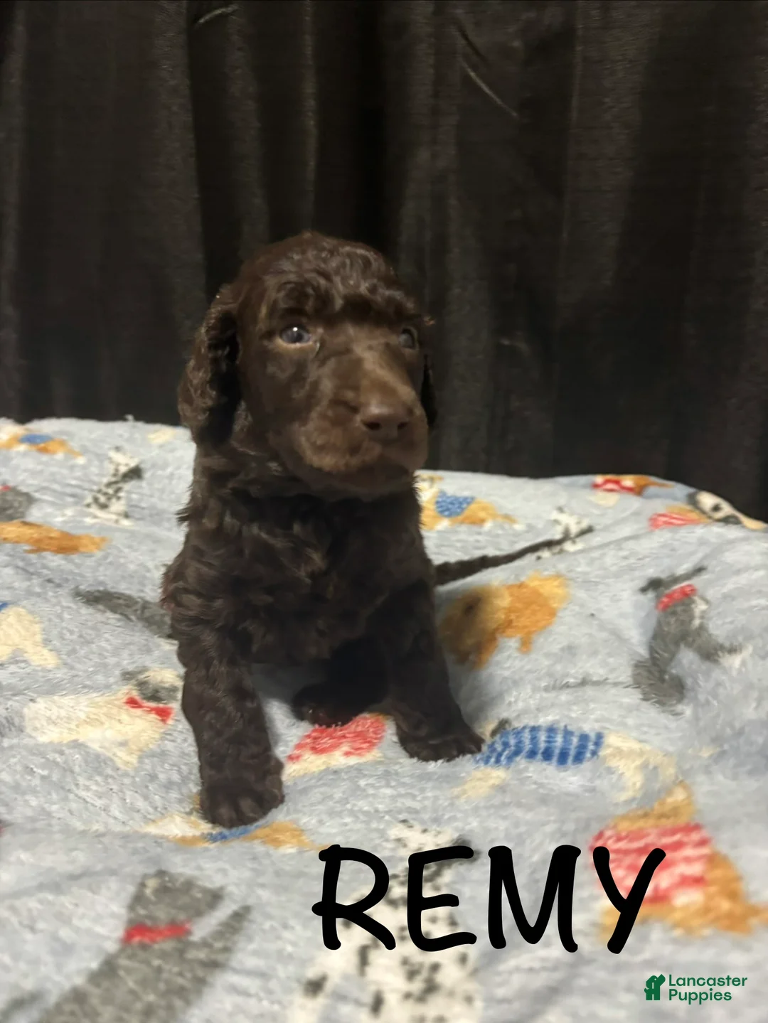 Standard Poodle dogs for sale: Standard Poodle Puppy 3 - Ad 1