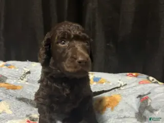 Standard Poodle dogs Standard Poodle Puppy 3 - Ad 19