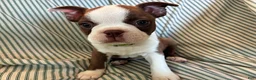 Boston Terrier dogs for sale: Carla - Ad 4