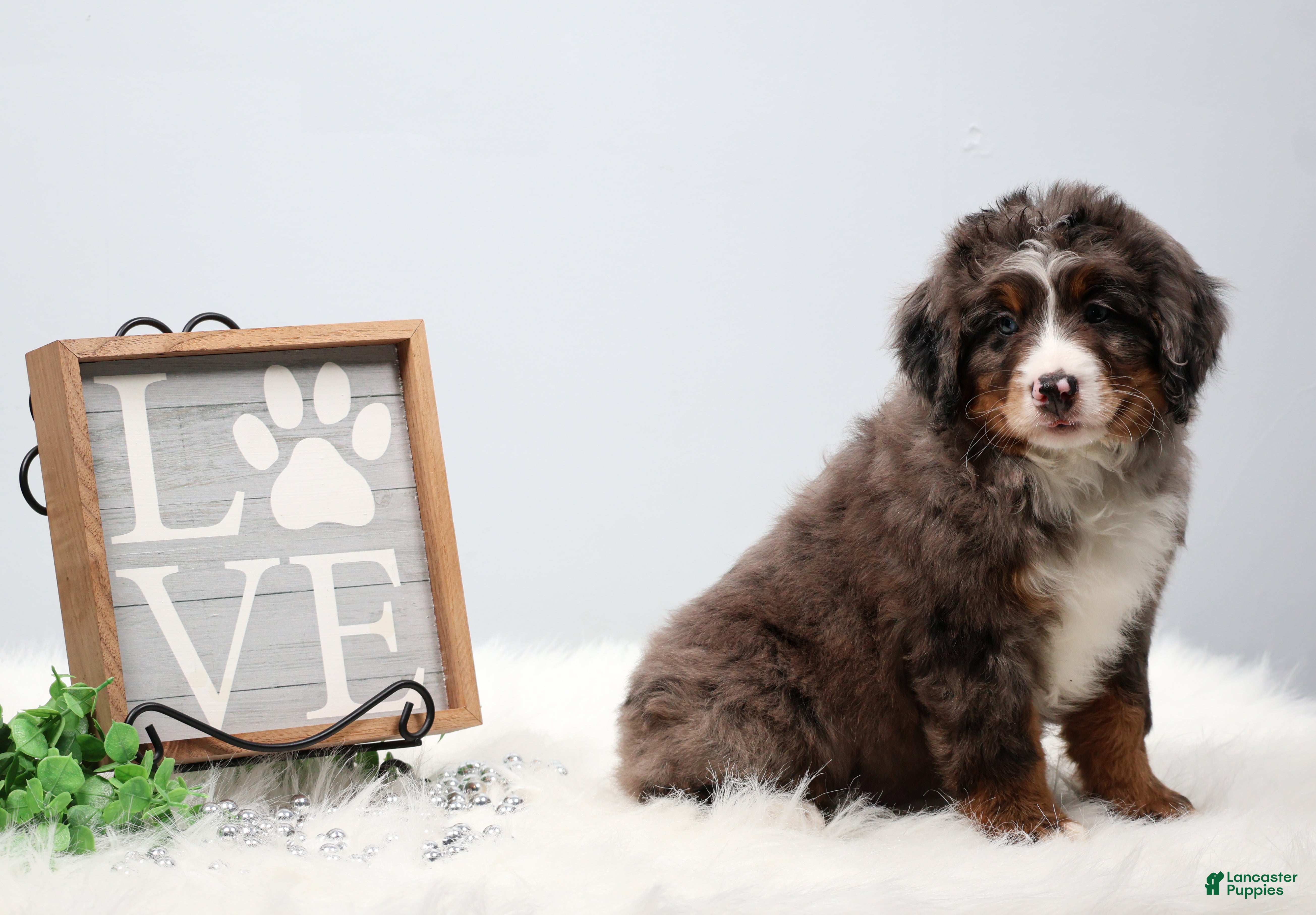 Mini Bernedoodle dogs Carter  - Ad 2