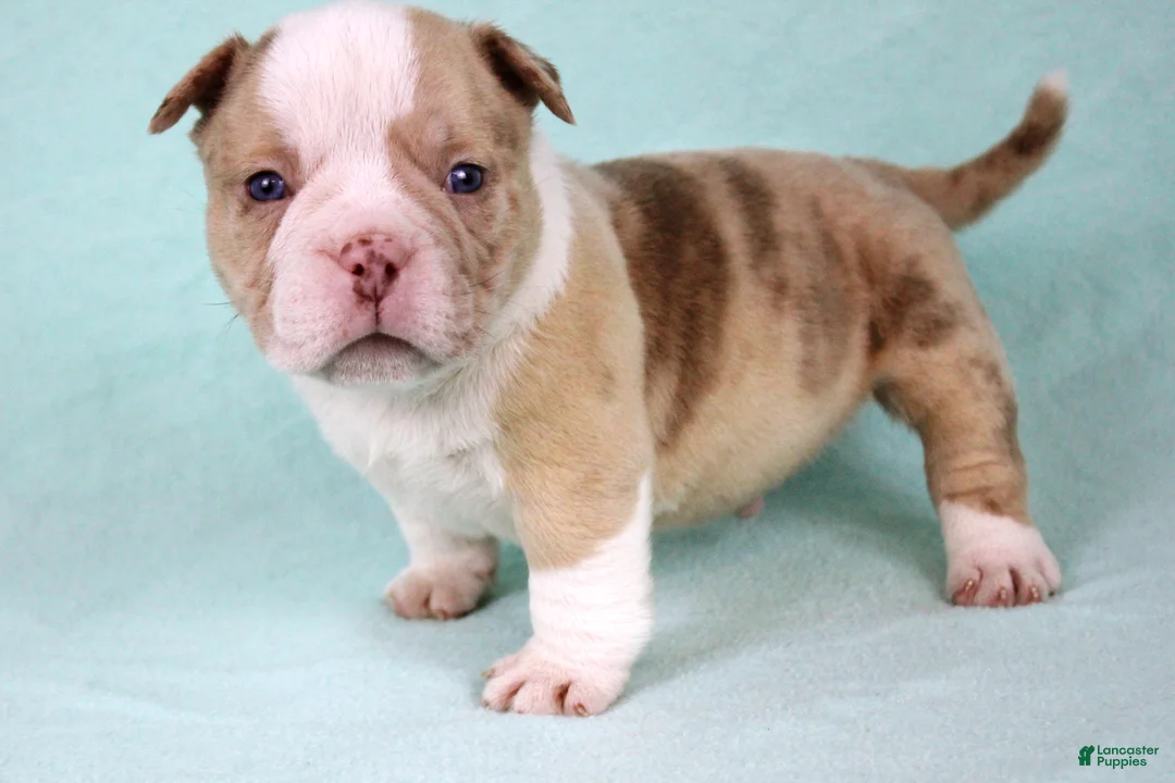 American Bully dogs for sale: Chocolate Merle Male - Ad 2