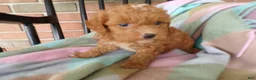 Cockapoo dogs for sale: Connie - Ad 5