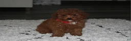 Toy Poodle dogs for sale: Theo - Ad 1