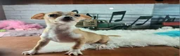 Chihuahua dogs for sale: Nationwide delivery. Popcorn boy white  - Ad 2