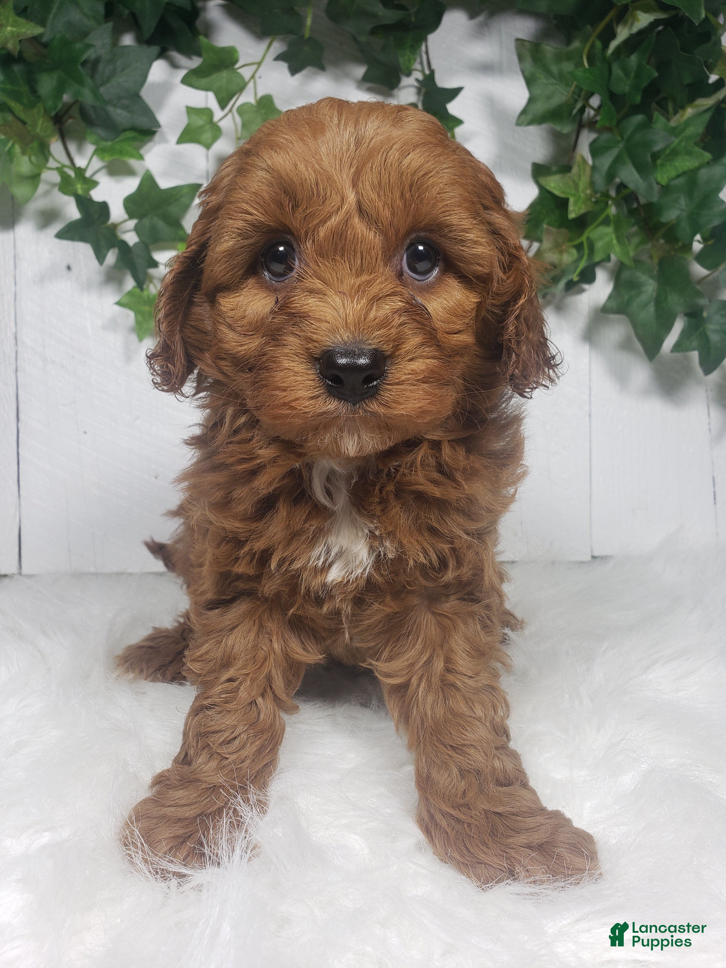 Cavapoo dogs Brett  - Ad 1