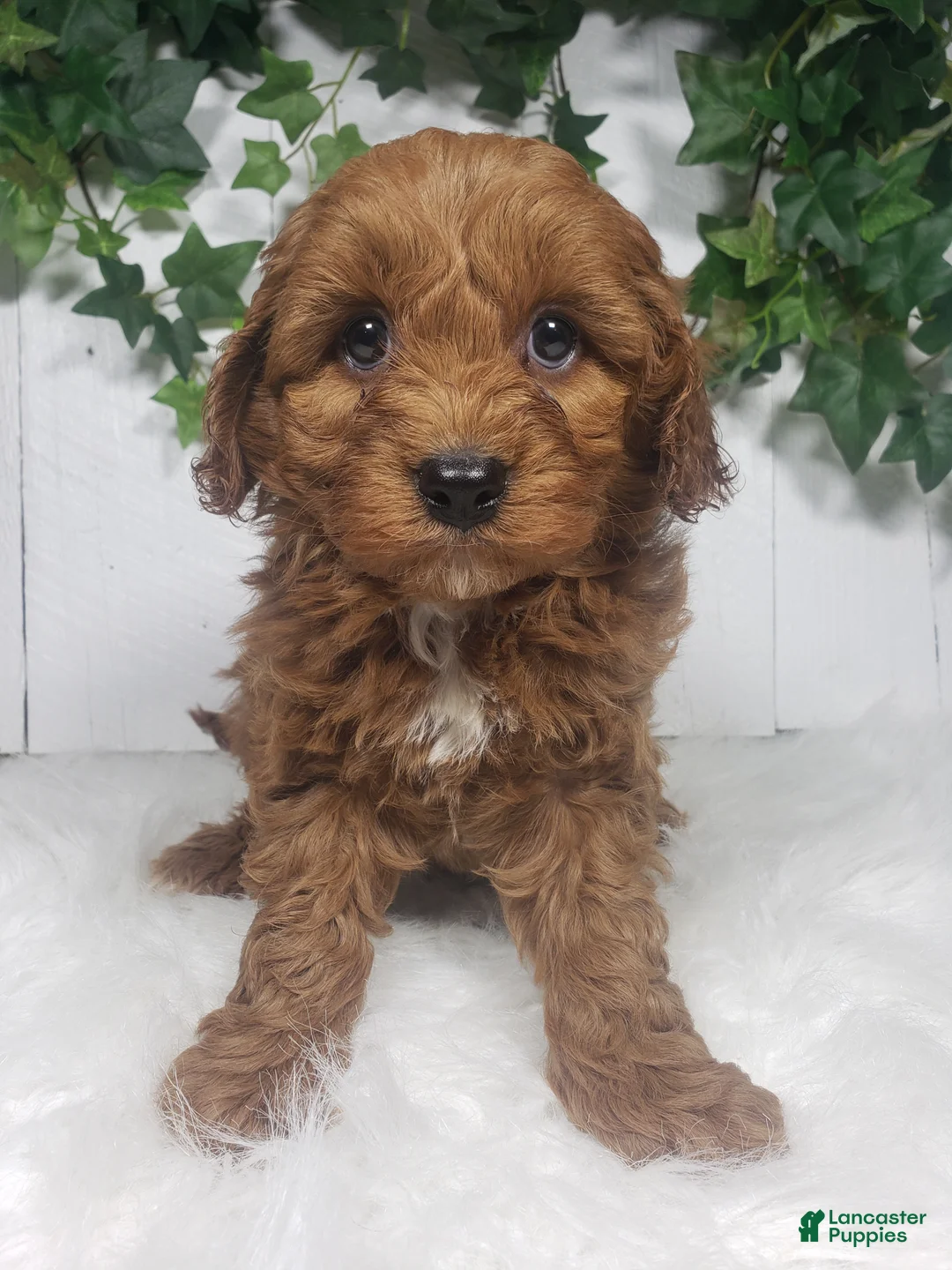 Cavapoo dogs for sale: Brett  - Ad 1