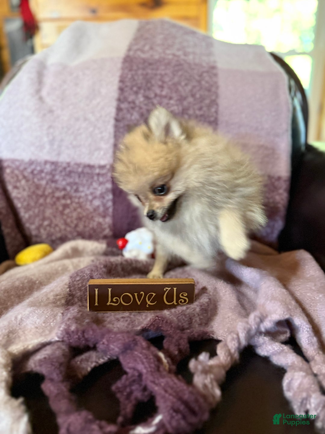 Pomeranian dogs for sale: Benji was his name~o - Ad 20